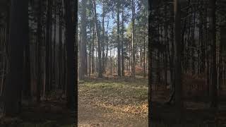 The sounds of Nature