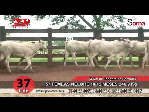 LOTE 37