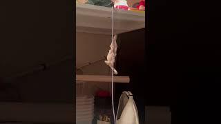 Crested Gecko Scales New Heights on Phone Charger Cable