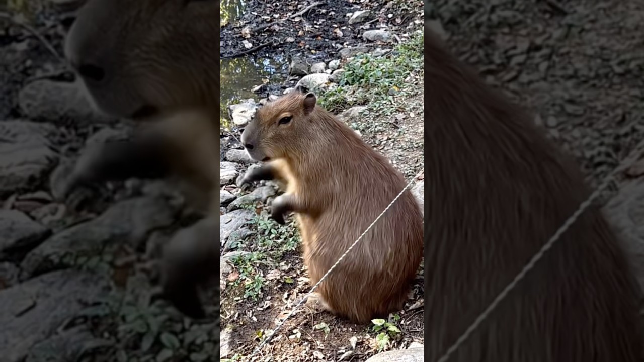 Капибара делает Дуги 