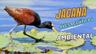 LA JACANA ¡UNA AVE QUE CAMINA SOBRE PLANTAS FLOTANTES EN EL AGUA!.