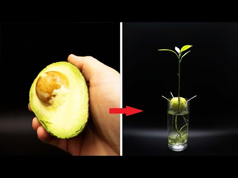 Vídeo: Avocado Growing Indoor - Como cultivar um abacate em uma panela