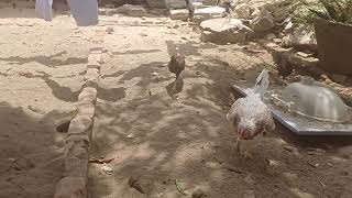 The chicken
