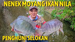 NYESER IKAN DI SELOKAN KECIL - BANYAK BANGET IKANNYA