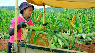 Download Lagu Harvest A Cart Of Sweet Corn To Sell At The Market, Cook, Garden, Raise Animals , Grow Vegetable MP3 Download Lagu Harvest A Cart Of Sweet Corn To Sell At The Market, Cook, Garden, Raise Animals , Grow Vegetable MP3