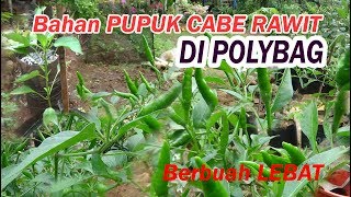 Ini Bahan Pupuk Cabe Rawit di Polybag Agar Berbuah Lebat