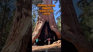 Sequoia and Kings canyon National Park, California. Mark twain stump. #kingscanyon #california