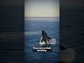 Our SHIP Almost Collided With A WHALE ЁЯРЛ Shorts Karanvir Singh Nayyar Our SHIP Almost Collided With A WHALE ЁЯРЛ Shorts Karanvir Singh Nayyar