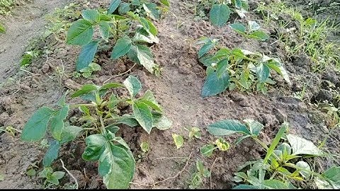 Cách Cắt Ngọn Cho Cây Hoa Thược Dược Nở Hoa Vào Dịp Tết