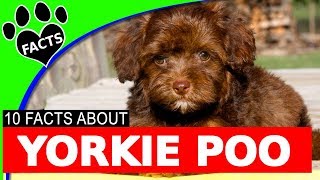 Yorkshire Terrier (Yorkie) Poodle Mix Designer Dog  Yorkipoo Yorkie Poo