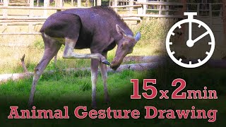 Animal Drawing References #115 - 15x2min poses - Moose