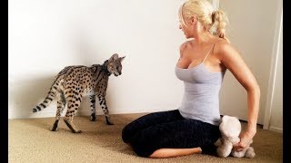 OMG CAT!  Girl Playing with her Serval