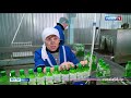 В Неверкинском районе наладили производство уникального напитка из алоэ