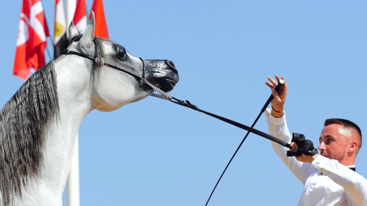 TM BELLA & AL JUMAIL STUD - The Aftermovie, MENTON 2023