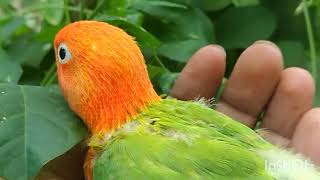 Green Fisher Opaline Beauty