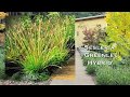 Sesleria greenlee hybrid