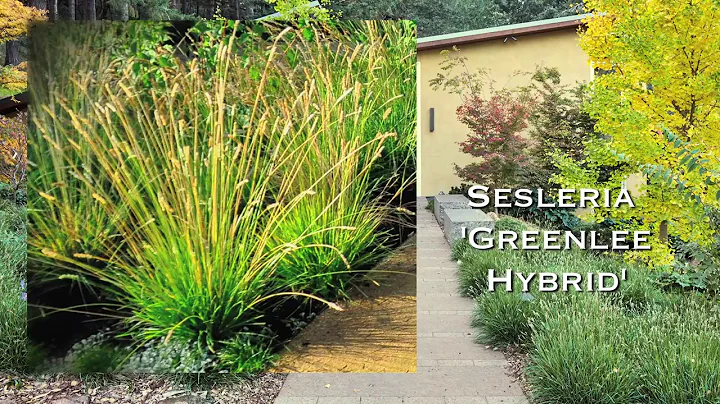 Sesleria Greenlee hybrid