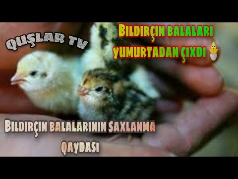 Video: Bıldırcını Necə Bəsləmək Olar