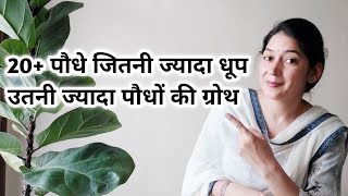 20+ permanent Plants That Grow in full sun. जितनी ज्यादा धूप मिलेगी उतनी ज्यादा ग्रोथ होगी