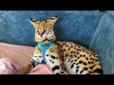 SERVAL BEAT THE GUESTS / Raccoons taste cedar cones for the first time