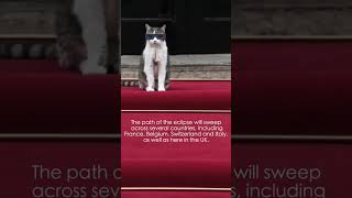 Larry, The Downing Street Cat - Solar eclipse advice
