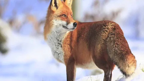 Ojibwe Word of the Day Waagosh ᐙᑯᔥ᙮ &#039;A fox&#039;