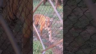 Sneaky tiger attack zoo tiger india