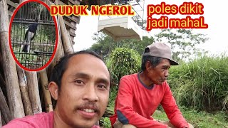 BURUNG CALON JUARA || DUDUK NGEROL,, poles dikit harga naik