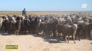 видео: Почему сегодня казахстанский каракуль остается не востребованным? | AgroLife картинка: Почему сегодня казахстанский каракуль остается не востребованным? | AgroLife