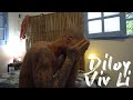 Diloy  viv li clip officiel