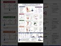 Levers in Exercise Therapy Explained | 1st, 2nd & 3rd Class Levers in Human Body#ExerciseTherapy