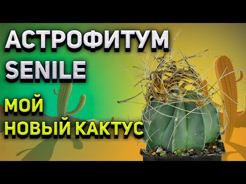 Видео: Психоактивен ли астрофитум астериас?