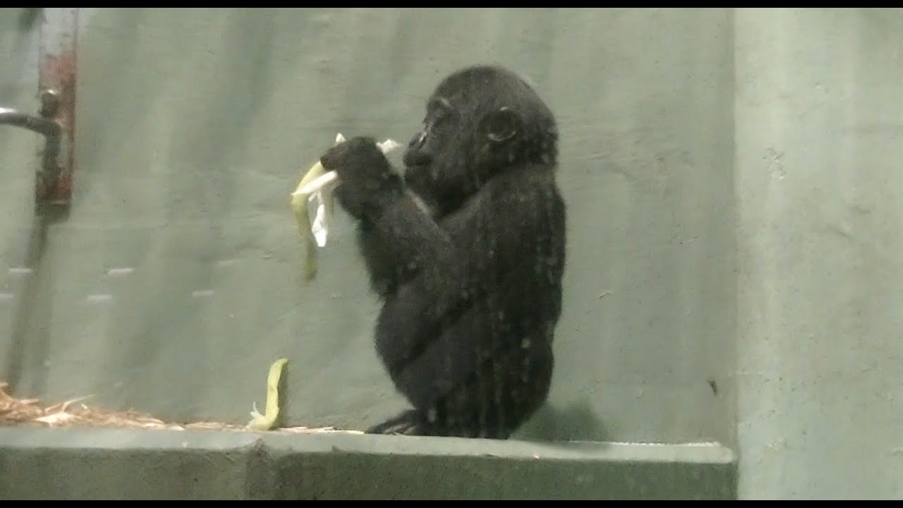 ゴリラの赤ちゃん 名前はアニー 1才3ヶ月のメス 東山動物園 Youtube ゴリラの赤ちゃん 名前はアニー 1才3ヶ月のメス 東山動物園 Youtube