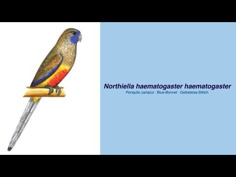 Video Encyclopedia of Parrot Species - #120 Northiella haematogaster