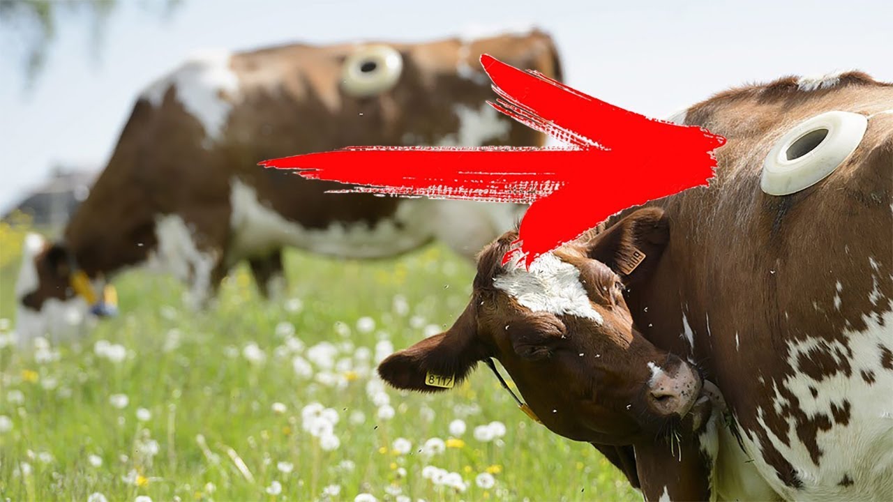 Отверстия в корове. Корова с боку. Швейцарские коровы с дыркой в боку. Чистая корова.