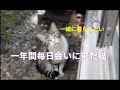 【保護猫マダム】一年間毎日会いに来てくれた外猫を家猫に~捕獲から簡易検査まで~
