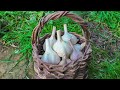 👍ХРАНЕНИЕ ЧЕСНОКА/ ПОДГОТОВКА 👌ЧЕСНОКА К ПОСАДКЕ/ ЖИЗНЬ В ДЕРЕВНЕ.GARLIC STORAGE.