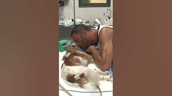 La voix de son maître semble le sortir du coma