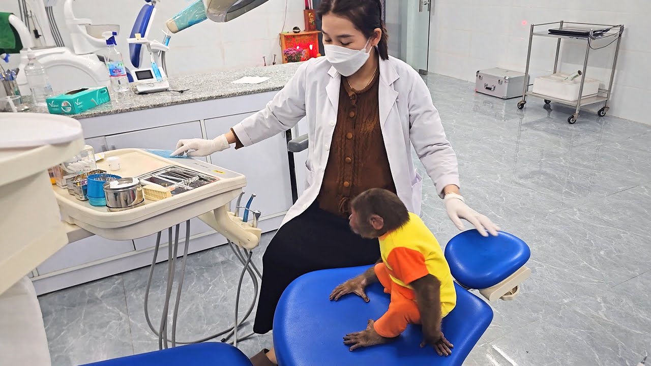 Monkey Su secretly go doctor