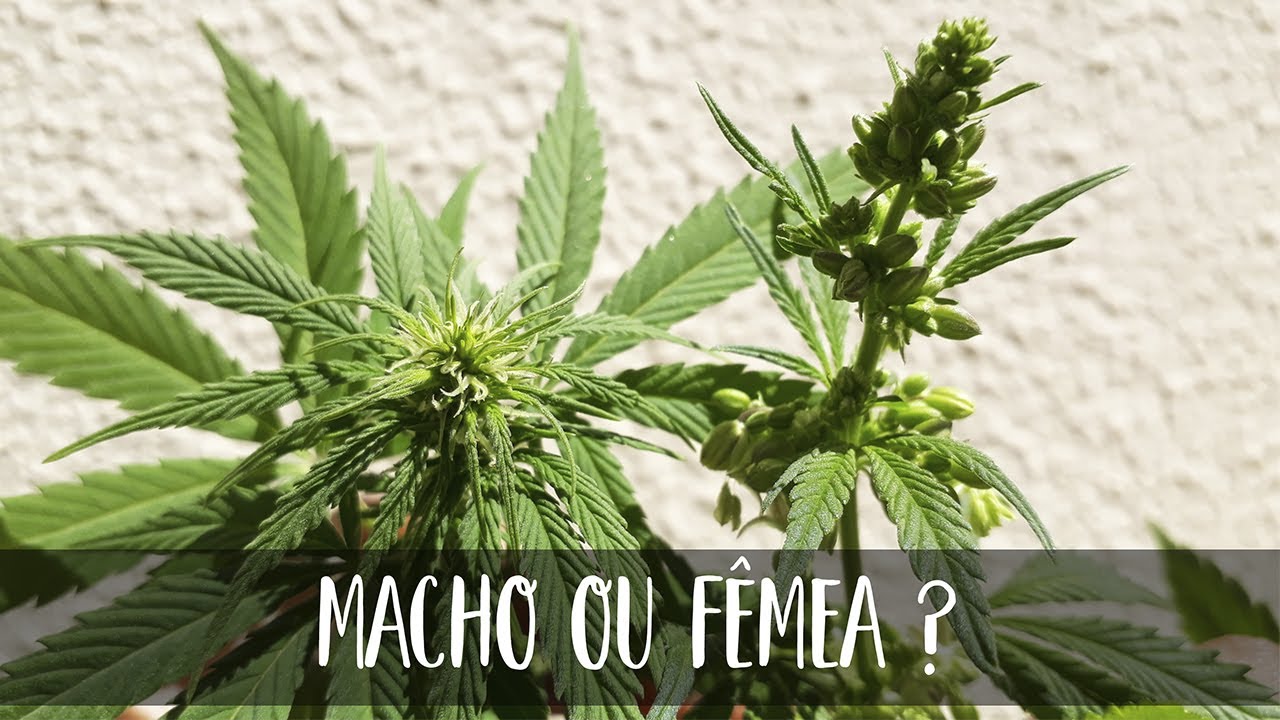 Como saber se a planta é macho ou fêmea?