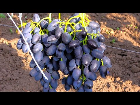 Этот виноград у нас навсегда /Уже 30 лет в коллекции /Сорт НАДЕЖДА АЗОС
