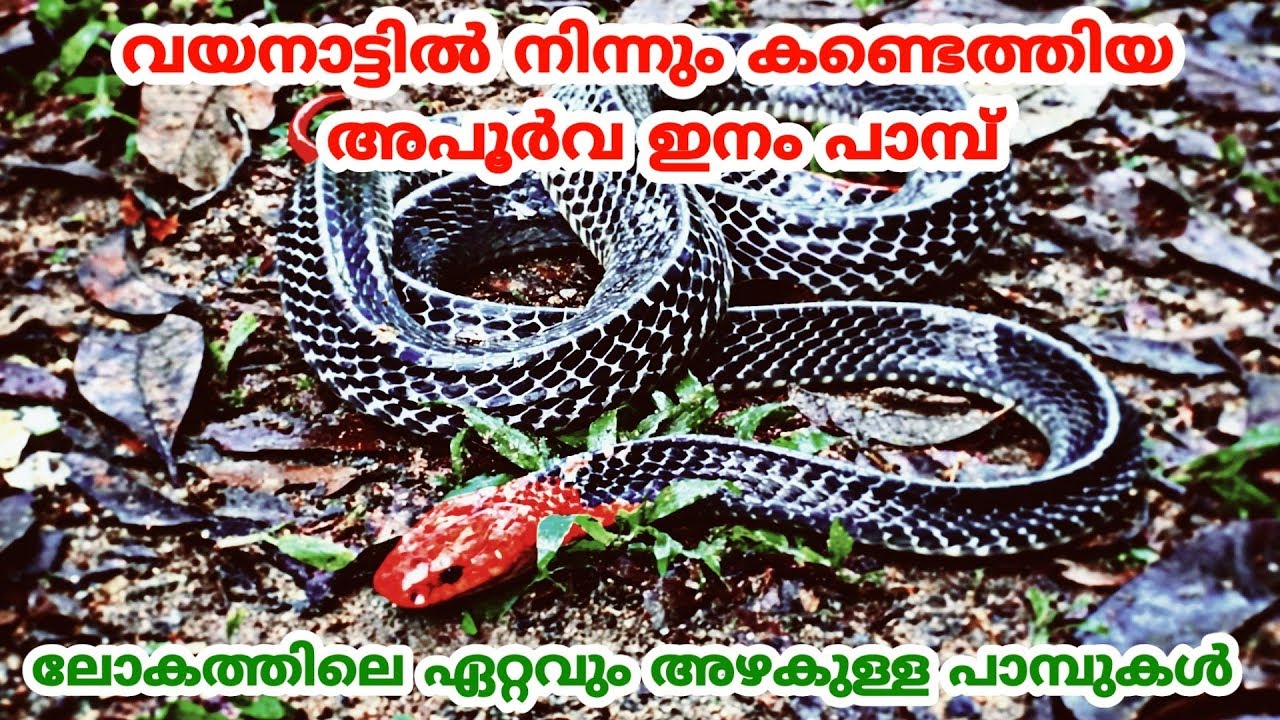 ലോകത്തിലെ ഏറ്റവും അഴകുള്ള പാമ്പുകൾ Most Beautiful Snakes In The World