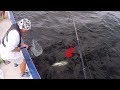 東京湾で一匹だけ釣れた良型の青物とは…