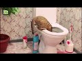 Crazy Cat Fails