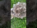 I found a bird nest ￼￼close to a skate park ￼