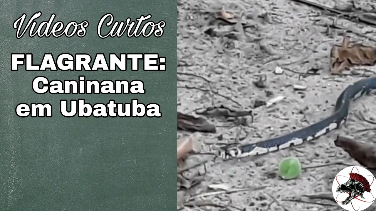 Caninana em Ubatuba FLAGRANTE | Shorts | |Biólogo Henrique