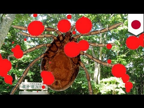 'Killer ticks' leave
