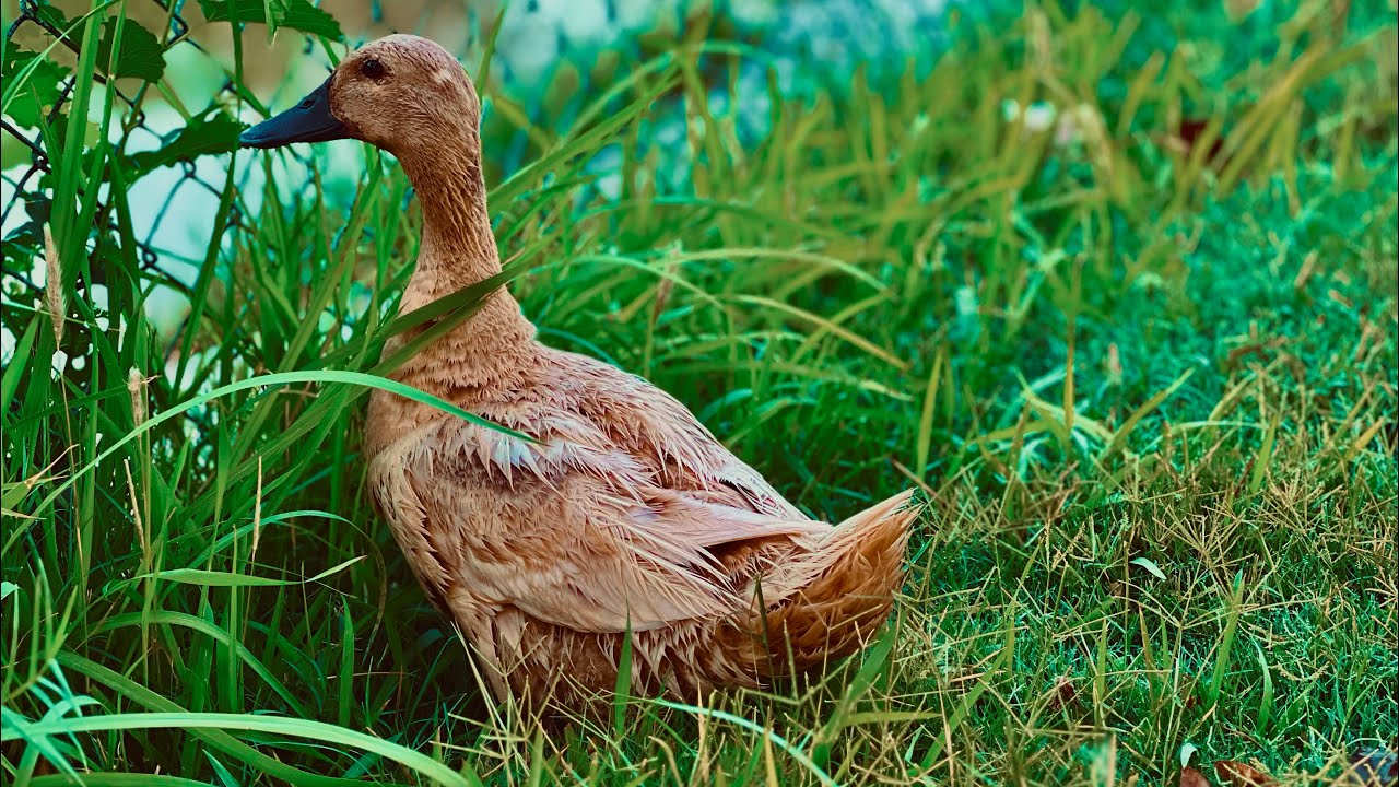 Ducks Bathing in the Lake – Peaceful Morning Scene