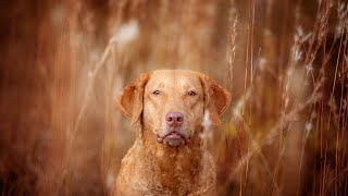 Best Toys for Chesapeake Bay Retrievers: Puzzle Toys, Retrieving Toys, TugofWar Toys & More!