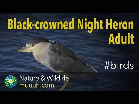 Black-crowned Night Heron Adult